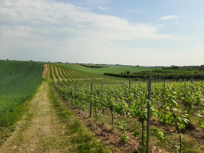 Zaczęło się od tego, że piliśmy wino ... - pełen ciekawostek wywiad z Nestorem Kościańskim, właścicielem i winiarzem z Winnicy Moderna 