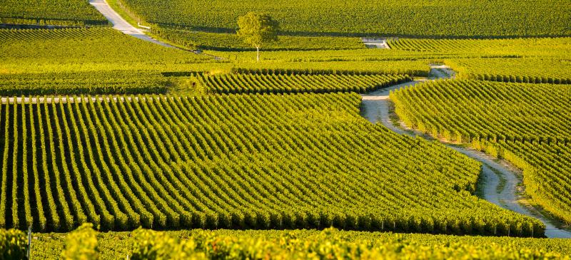 Tradition and change - still wines from Champagne