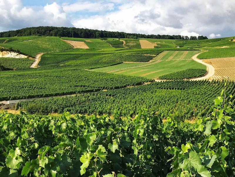 Walking through vineyards of Aÿ (Champagne region, France)