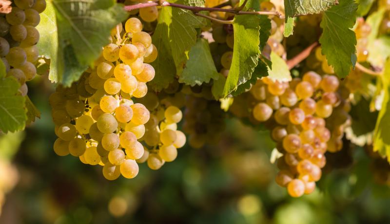 Kiść wiedzy o winie - 7 szczepów głównych: Chardonnay