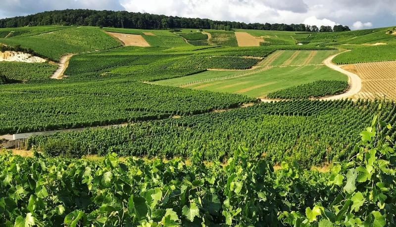 Walking through vineyards of Aÿ (Champagne region, France)