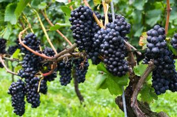 Sześć Odcieni Pinot Noir