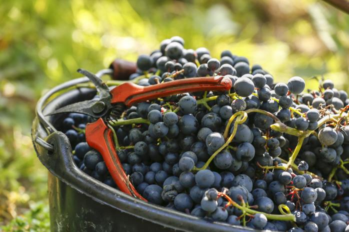 Sześć Odcieni Pinot Noir