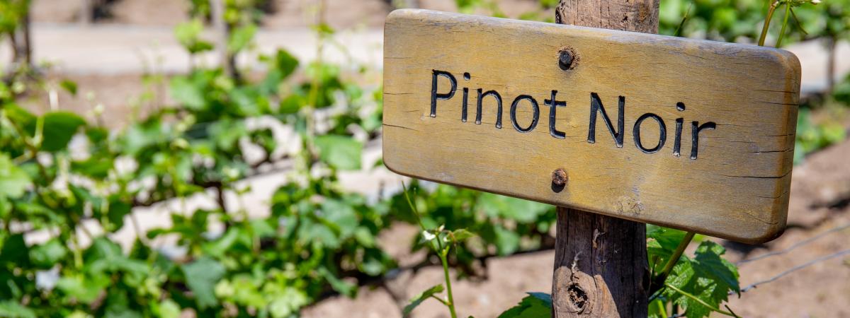 Sześć Odcieni Pinot Noir Sześć Odcieni Pinot Noir