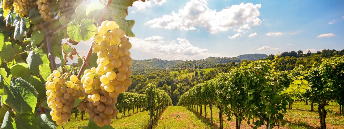 Austriak w kraju Kwitnącej Wiśni, czyli degustacja Grüner Veltliner Austriak w kraju Kwitnącej Wiśni, czyli degustacja Grüner Veltliner