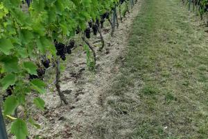 On the Sandomierz wine trail: Winnica Płochockich