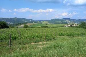 Piedmont: time for whites - Timorasso