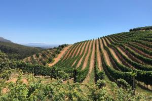 Tokara - visit amazing winery in Stellenbosch Mountians, SA