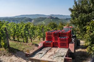I Vini del Piemonte - interview with Nicola Argamante